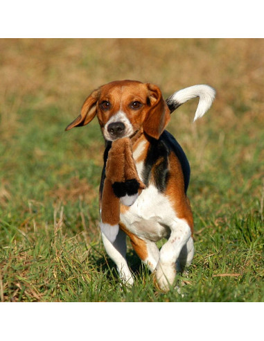 Juego de Juguetes de Perro Chirriantes PDTO - Mapache y Ardilla 40 cm