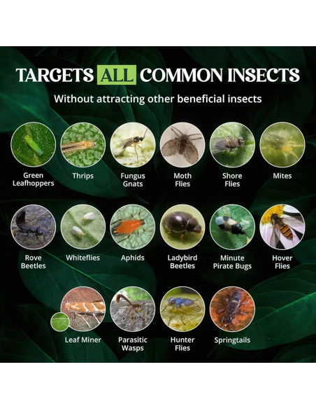 Trampas Adhesivas Doble Cara Catchmaster 36 Unidades Amarillas