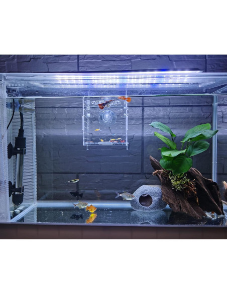 Caja de cría de peces acrílica AWXZOM 9.9x9.9x9.9 cm