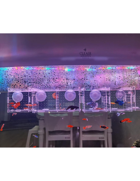 Caja de cría de peces acrílica AWXZOM 9.9x9.9x9.9 cm