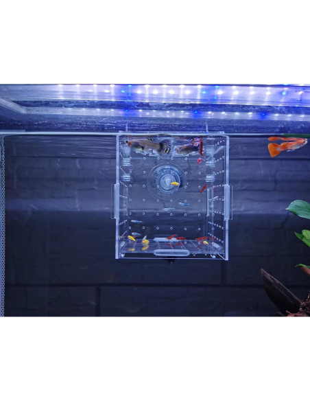 Caja de cría de peces acrílica AWXZOM 9.9x9.9x9.9 cm