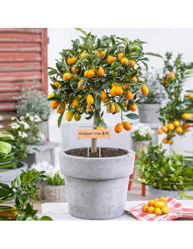 50 Etiquetas de Cobre para Plantas APACALI 10 cm Reutilizables