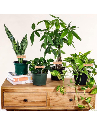 50 Etiquetas de Cobre para Plantas APACALI 10 cm Reutilizables