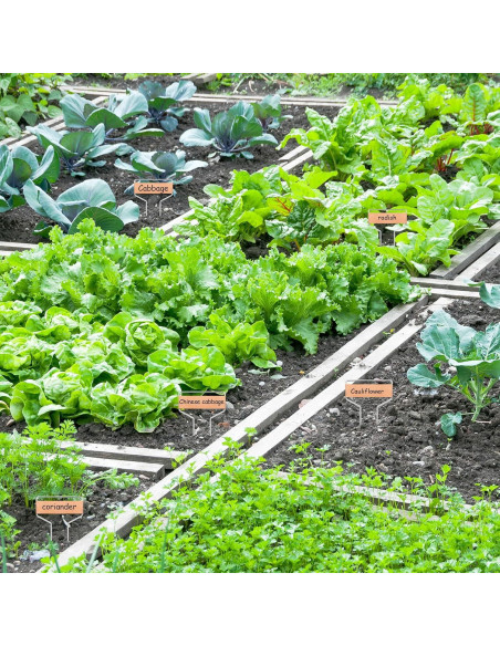 50 Etiquetas de Cobre para Plantas APACALI 10 cm Reutilizables