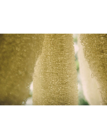 Esponjas de Lufa Ecológicas FAAY - 4 Pcs 15.24 cm Exfoliantes