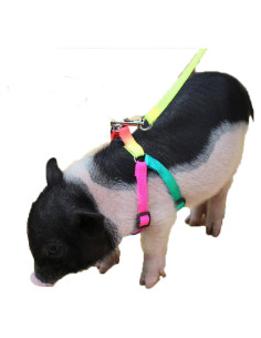 Arnés Ajustable para Cerdo Pequeño y Animales Pequeños - Shenzhenchenglin