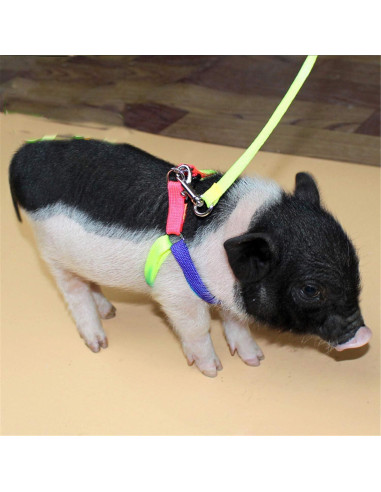 Arnés Ajustable para Cerdo Pequeño y Animales Pequeños - Shenzhenchenglin
