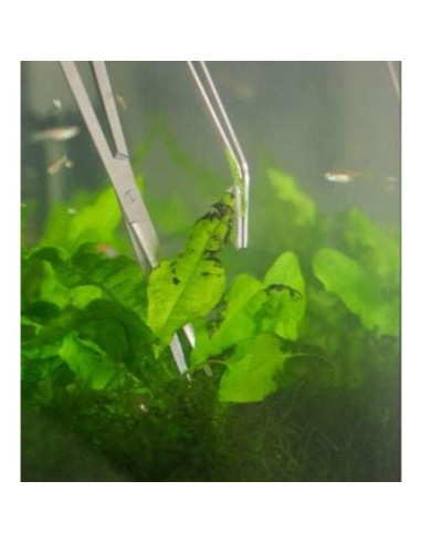 Herramientas de Acuario A2Z - Pinzas y Tijeras 30.48 cm