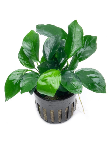 Planta Acuática Anubias Barteri Hoja Ancha - 1 Maceta