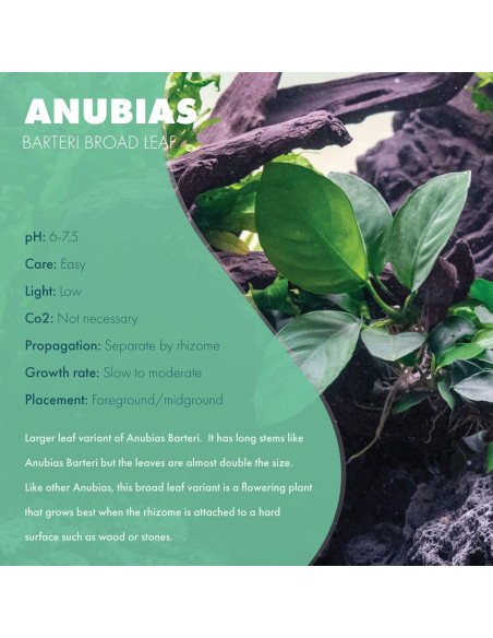 Planta Acuática Anubias Barteri Hoja Ancha - 1 Maceta
