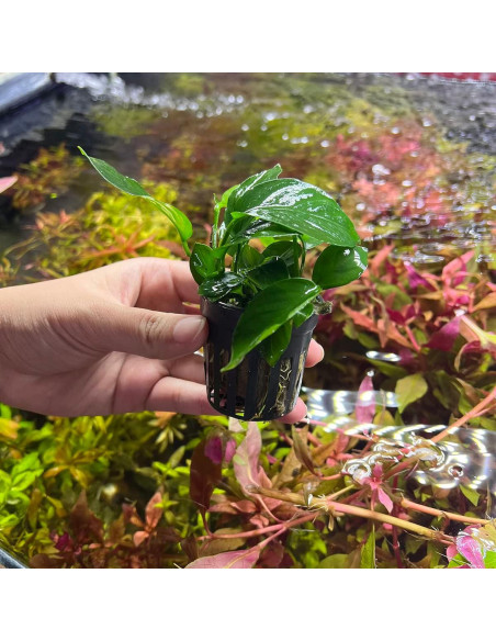 Planta Acuática Anubias Barteri Hoja Ancha - 1 Maceta