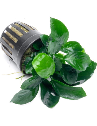 Planta Acuática Anubias Barteri Hoja Ancha - 1 Maceta
