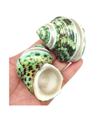 Conchas Naturales Grandes PEPPERLONELY para Cangrejo 5-7.6 cm