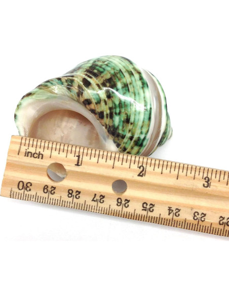 Conchas Naturales Grandes PEPPERLONELY para Cangrejo 5-7.6 cm