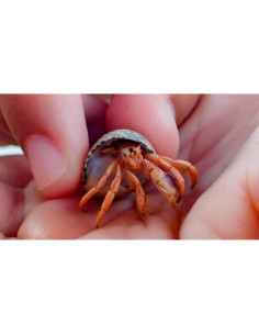 Alimento Orgánico para Cangrejos Ermitaños Undique - Con Cáscaras de Huevo de Codorniz 2