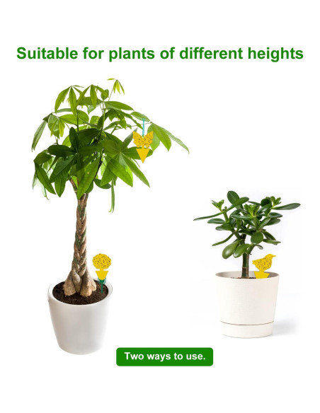 54 Trampas Adhesivas para Moscas de Fruta Stingmon - Efectivas y Seguras