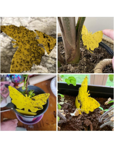 54 Trampas Adhesivas para Moscas de Fruta Stingmon - Efectivas y Seguras