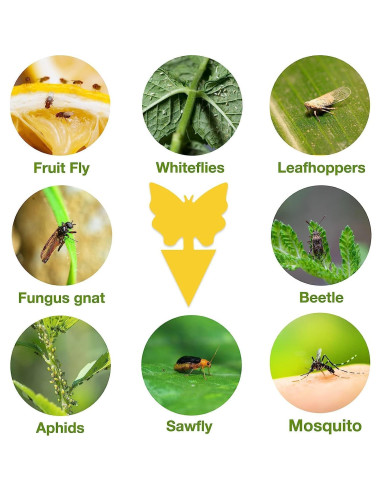 54 Trampas Adhesivas para Moscas de Fruta Stingmon - Efectivas y Seguras