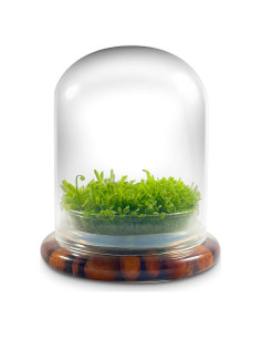 Terrario de Plantas Carnívoras Bloomify - Sundew Viva 12.7 cm
