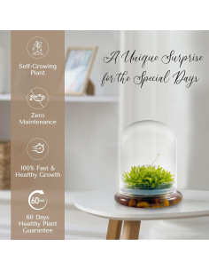 Terrario de Plantas Carnívoras Bloomify - Sundew Viva 12.7 cm 2