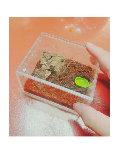 Caja de cría de insectos AWXZOM 10x8.5x6cm Acrílico Transparente