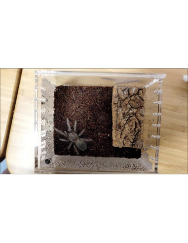 Caja de cría de insectos AWXZOM 10x8.5x6cm Acrílico Transparente