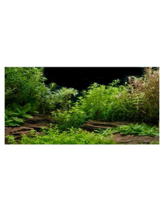 Fondo de Acuario AWERT Vinilo 60x30 cm con Cinta Doble Cara