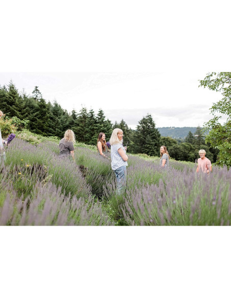 Juego de Regalo de Lavanda Victoria - Jabón, Loción, Bálsamo y Vela