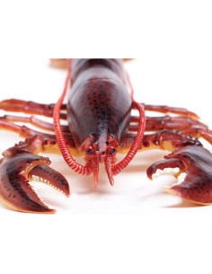 Figura de Langosta de Maine Safari Ltd. 20 cm Juguete Educativo 2