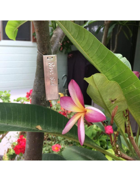 Etiquetas de Plantas de Aluminio TINSKY 50PCS Resistentes e Impermeables