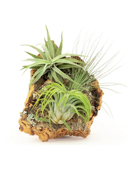Kit DIY Corteza de Corcho Natural con 3 Plantas de Aire