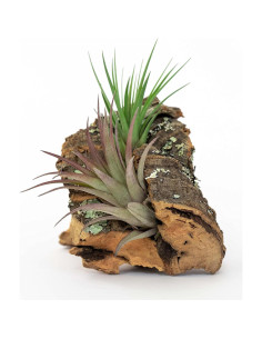 Kit DIY Corteza de Corcho Natural con 3 Plantas de Aire 2