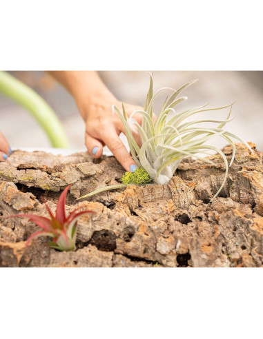 Kit DIY Corteza de Corcho Natural con 3 Plantas de Aire
