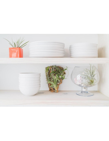 Kit DIY Corteza de Corcho Natural con 3 Plantas de Aire