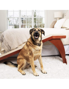 Rampas para cama y auto PetSafe CozyUp y Happy Ride 2