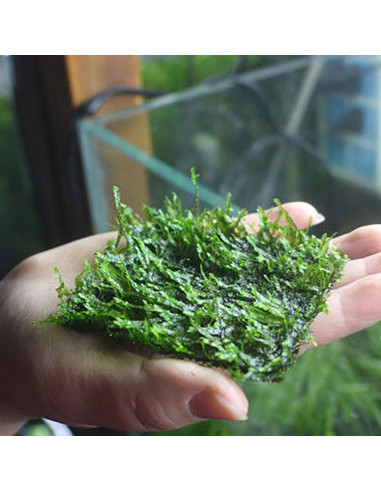 5PCS Malla de Alambre Acero Inoxidable SQXBK 10x20cm Acuario