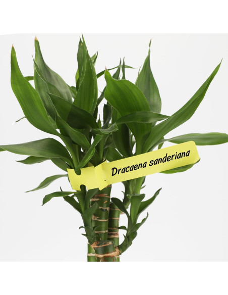 Etiquetas de Jardín KINGLAKE 200 Pcs con Bolígrafo Permanente Etiquetas de Jardín KINGLAKE 200 Pcs con Bolígrafo Permanente