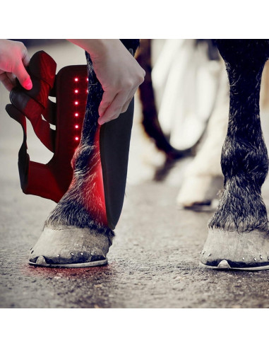 Terapia de Luz Roja para Caballos - Dispositivo LED 660nm/850nm