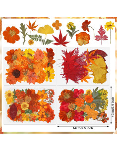 100 Flores Secas Presionadas Naturales Peony Man Otoño 2