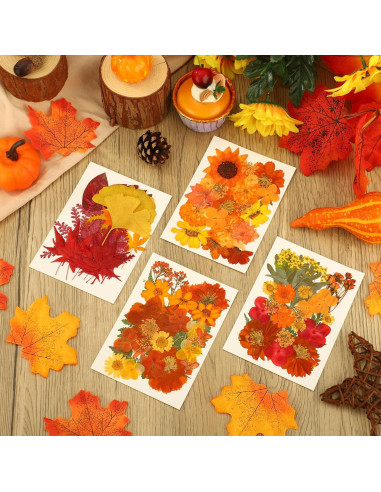 100 Flores Secas Presionadas Naturales Peony Man Otoño