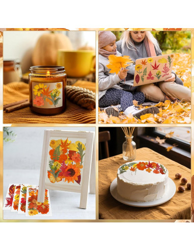 100 Flores Secas Presionadas Naturales Peony Man Otoño