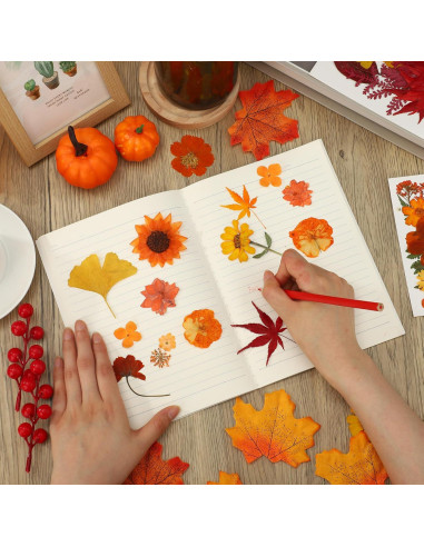 100 Flores Secas Presionadas Naturales Peony Man Otoño