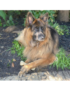 Nylabone Juguete para Masticar Hueso Nudillo XX-Large Sabor Pollo 2