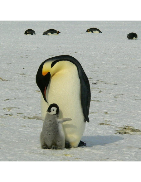 Títere de Dedo Pingüino Hecho a Mano Ganapati Crafts 10 cm