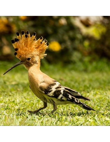 Títere de dedo Hoopoe de fieltro hecho a mano - Ganapati Crafts