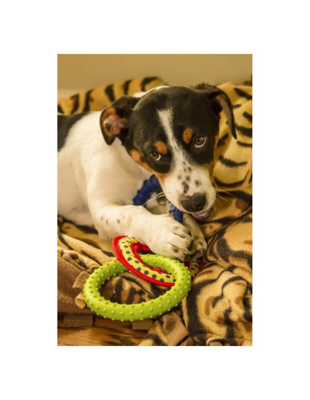 Impresión de Arte Fine Posterazzi Cachorro Fox Terrier 45x61cm