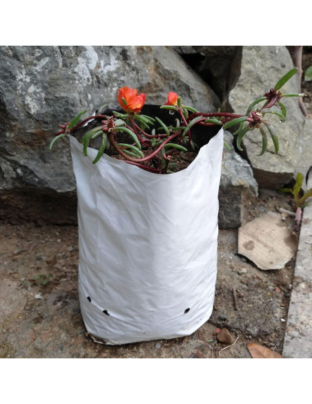 Macetas de Crecimiento Polietileno TEXALAN 3 Galones 50 Piezas