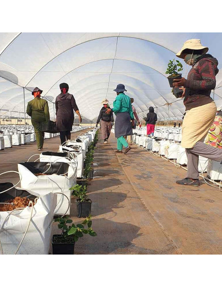 Macetas de Crecimiento Polietileno TEXALAN 3 Galones 50 Piezas