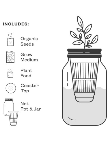 Kit de Cultivo Hidropónico Modern Sprout - Tarro Jardín Albahaca y Cilantro