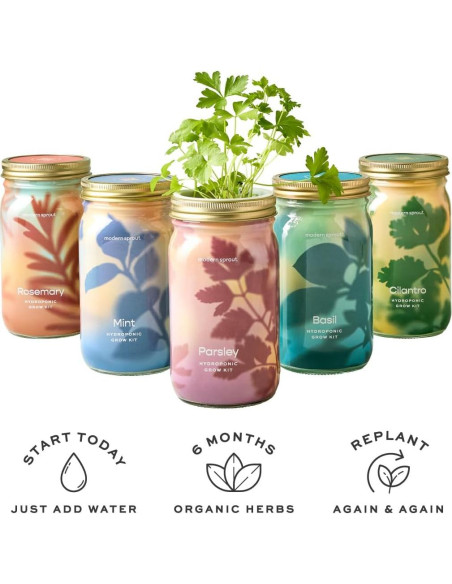 Kit de Cultivo Hidropónico Modern Sprout - Tarro Jardín Albahaca y Cilantro